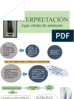 Interpretación Agar Citrato de Simmons