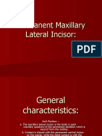 Permanent Maxillary Lateral Incisor
