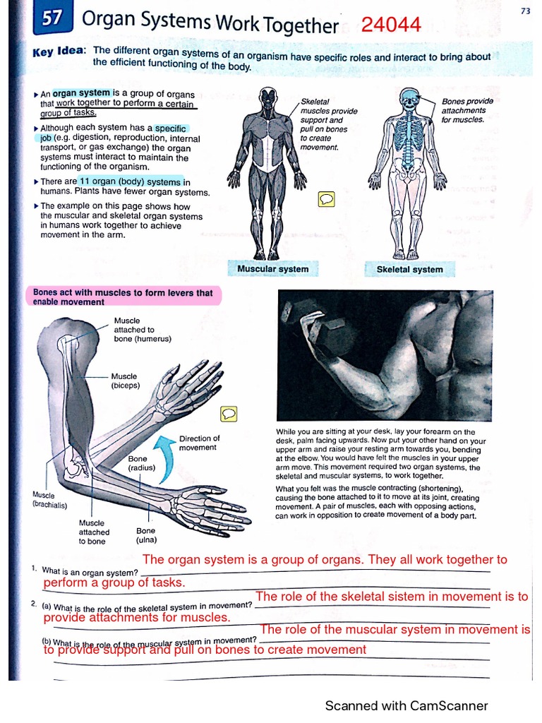 Circulatory and Digestive System Interactions | PDF | Circulatory ...