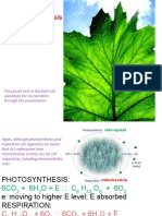 Photosynthesis Process Explained in Detail
