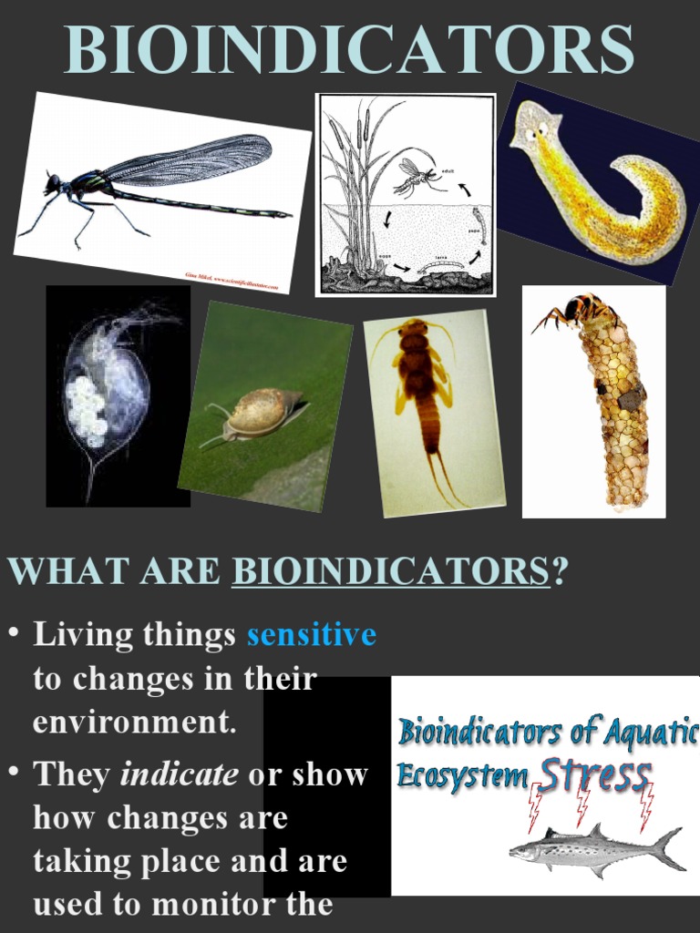 Bioindicator | Download Free PDF | Aquatic Ecosystem | Invertebrate