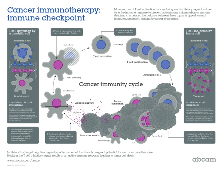 Cancer Immunotherapy Poster | PDF | T Cell | Antigen
