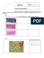 Connective Tissue Laboratory Worksheet