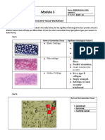 Human Histology: Connective Tissue Worksheet
