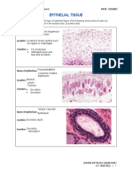 Epithelial Tissue: Name of Epithelium: Stratified Squamous