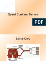 Spinal Cord and Nerves-Basic