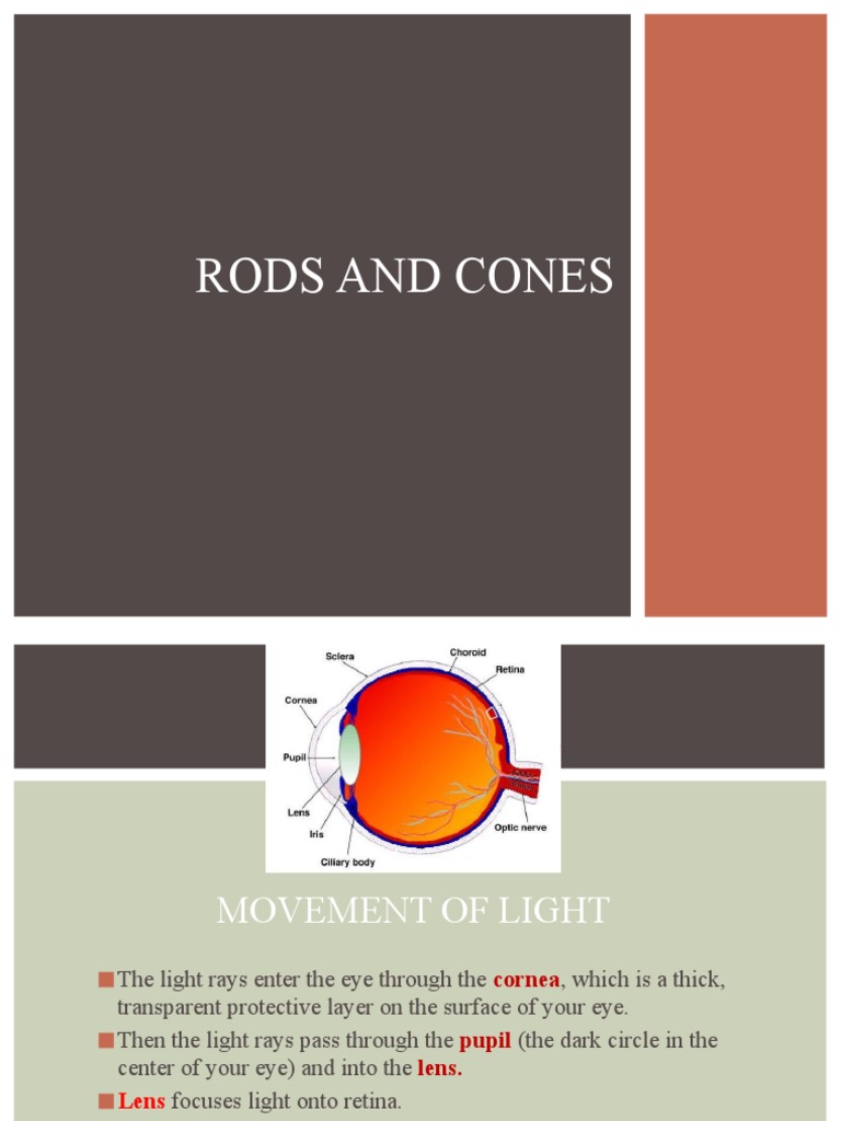 Rods and Cones PDF