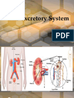 Excretorysystemreport 150523064718 Lva1 App6891