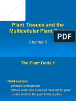 Plant Tissues and The Multicellular Plant Body