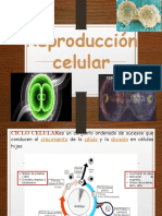 3 Mitosis y Meiosis