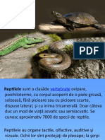 Clasa Reptilia