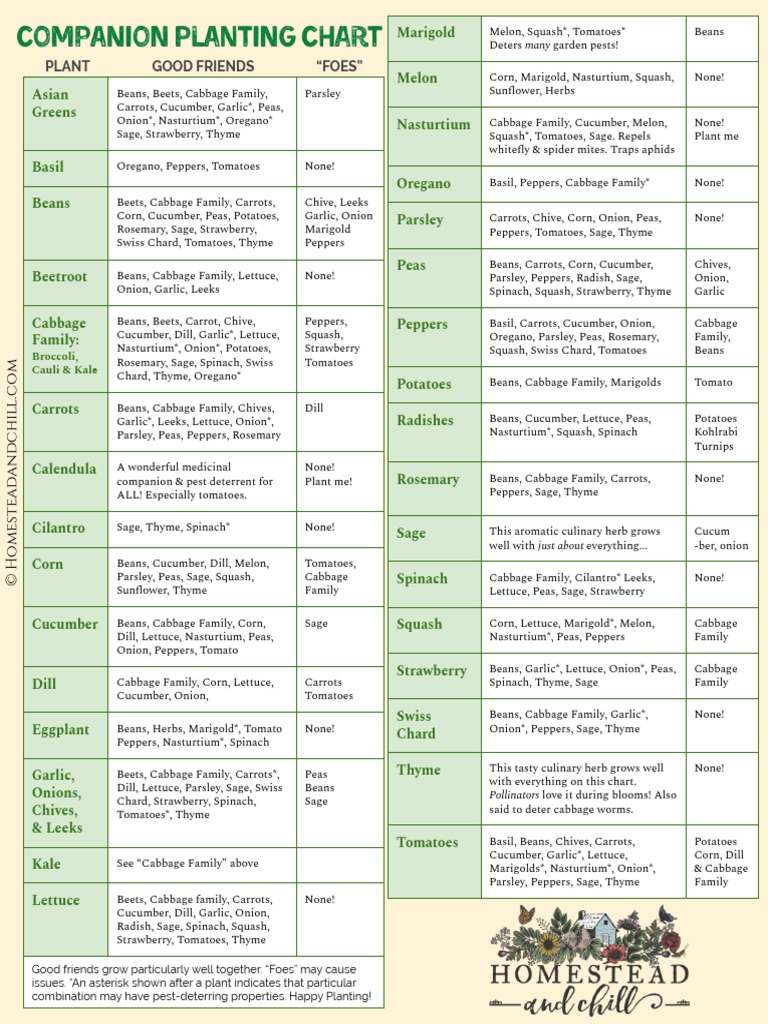 Homestead and Chill Companion Planting Chart PDF Dill Carrot