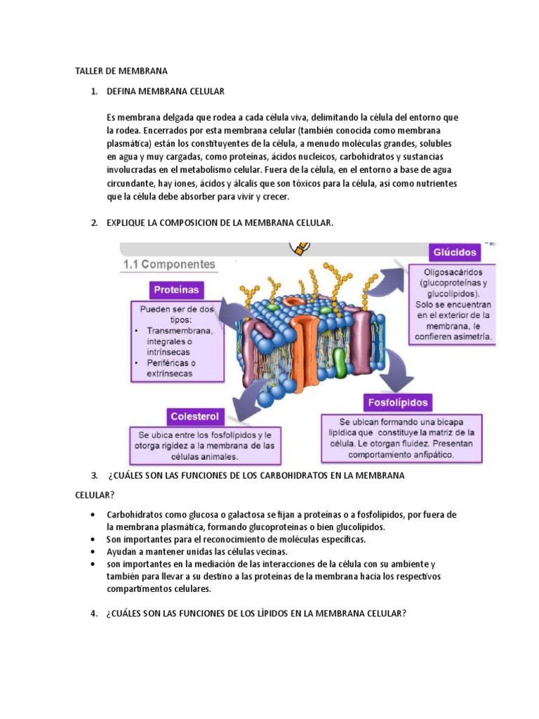 Funciones y Estructura de la Membrana Celular | PDF | Bicapa lipídica ...