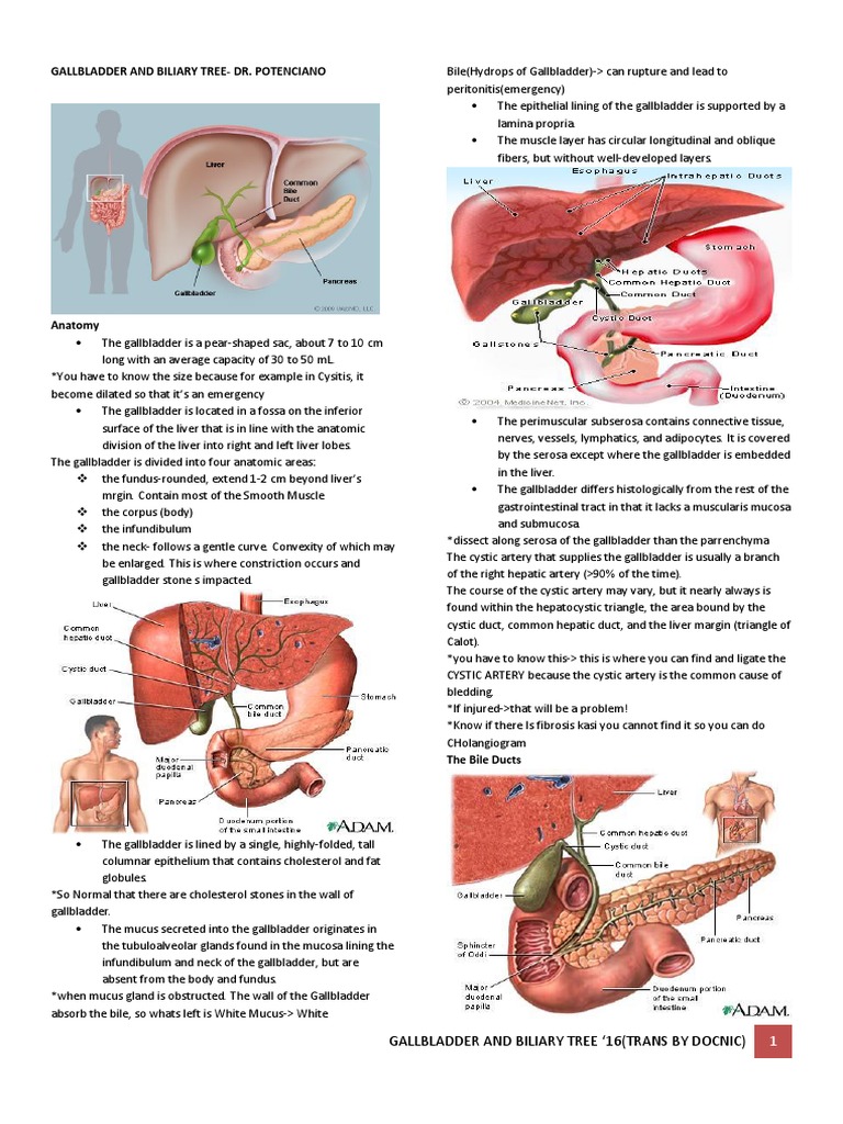 Gallbladder and Biliary Tree-Dr. Potenciano | PDF | Gallbladder | Bile