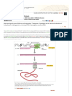 Translation - DNA To mRNA To Protein - Learn Science at Scitable