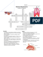 Crucigrama Respiratorio 3ro