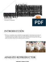 Formación, Estructura y Composición Del Huevo