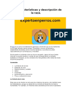 Pug Descripción, Características y Características de La Raza
