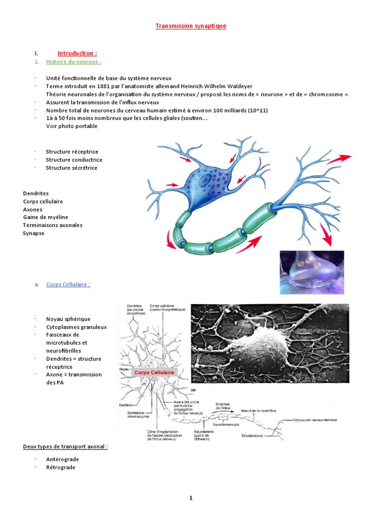 Types de synapses et transmission nerveuse | PDF | Synapse | Myéline