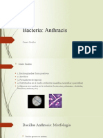 Bacillus Anthracis: Morfología, Fisiología, Diagnóstico y Tratamiento