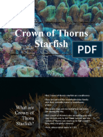 Crown of Thorn Starfish