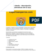 Gran Danés - Descripción, Características de La Raza Expertoenperros