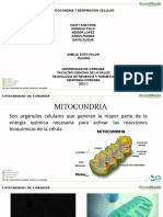 Diapositivas Mitocondria y Respiración Celular