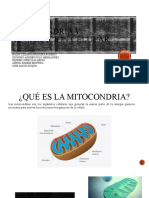 Celulas Membrana y Mitocondrias