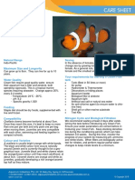 Clown Fish: Amphiprion Ocellaris
