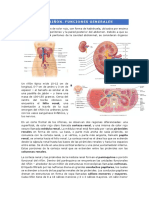 Fisiología Renal