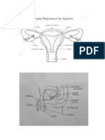 Reproductive Organ