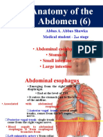 Anatomy of The Abdomen (6) : - Abdominal Esophagus - Stomach - Small Intestine - Large Intestine