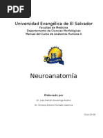Download Manual de Neuroanatomia by Samuel Rodrguez SN50572027 doc pdf