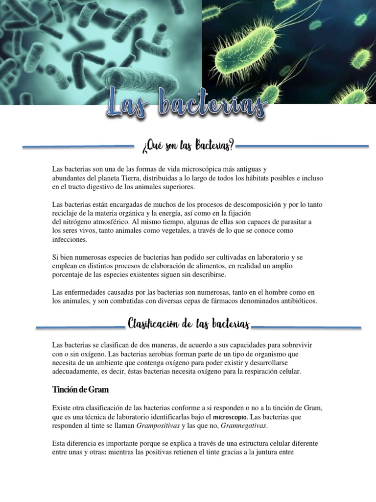Estructura y clasificación de bacterias | PDF | Las bacterias | Plásmido