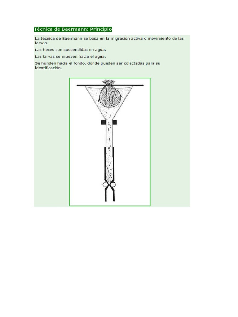 Técnica de Baermann en Parasitología | PDF | Nematodo | Naturaleza