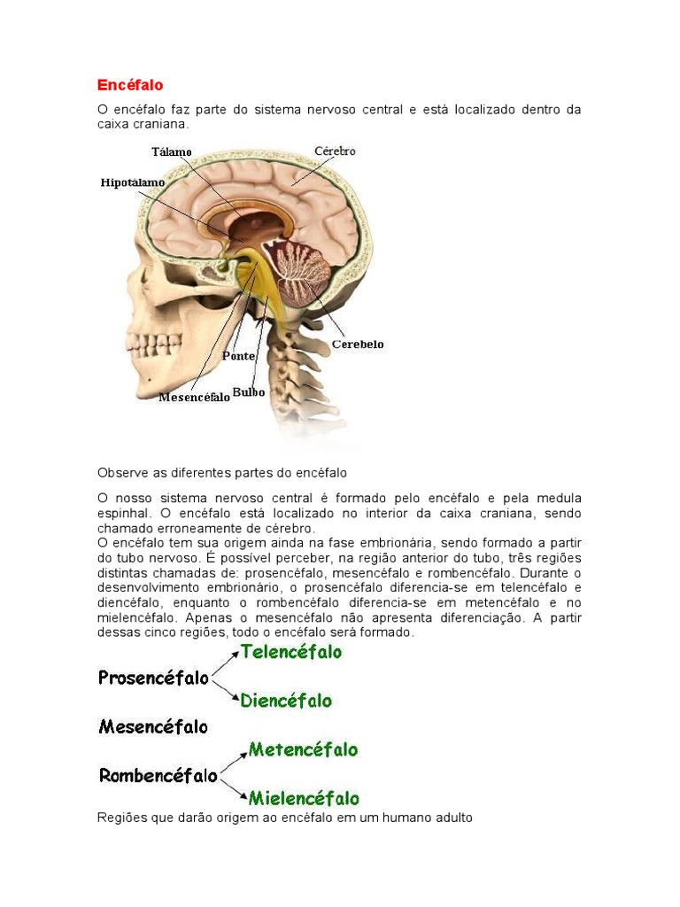 Estrutura E Funções Do Encéfalo Humano Pdf Nervo Cérebro