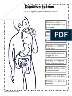 Digestive System at Work