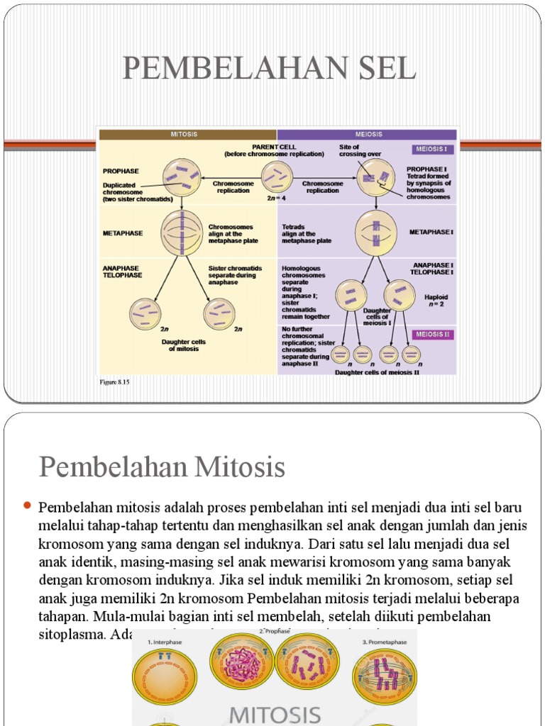 Pembelahan Sel IPA | PDF | Sains & Matematika