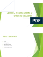 Citosol, Citoesqueleto y Uniones Celulares