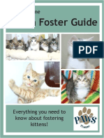 Everything You Need to Know About Fostering Kittens