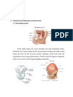 Anatomi dan Fisiologi Prostat