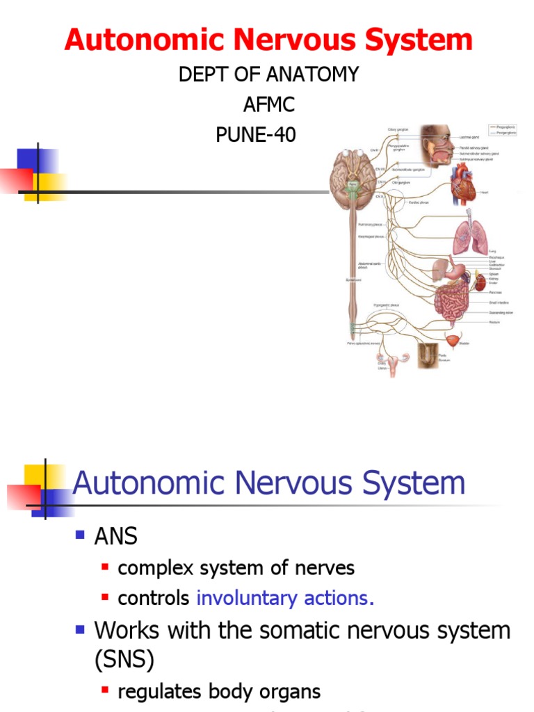 Anatomy of the Autonomic System | PDF | Autonomic Nervous System ...