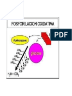 Fosforilación Oxidativa