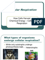 Cellular Respiration 2020 PDF