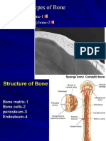Bone Mostafa