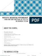 Structure and Functions of Cells of The Nervous System: Psyc374: Bilogical Psychology