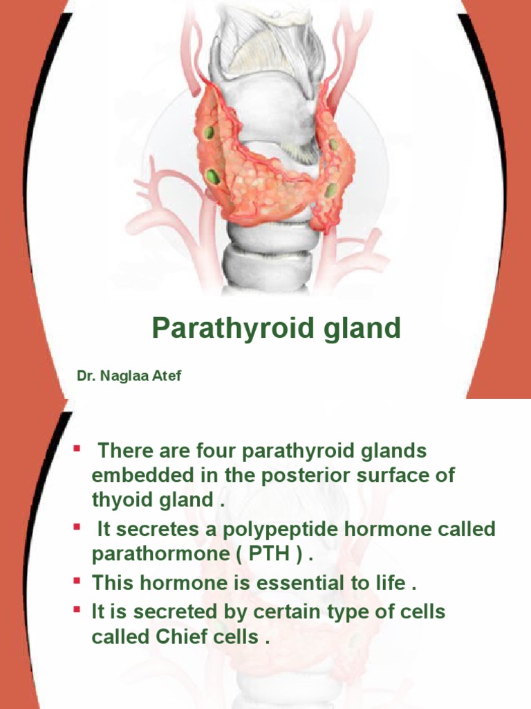 Parathyroid Gland Functions and Disorders | PDF | Organ (Anatomy) | Anatomy