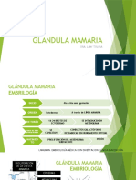 Glandula Mamaria