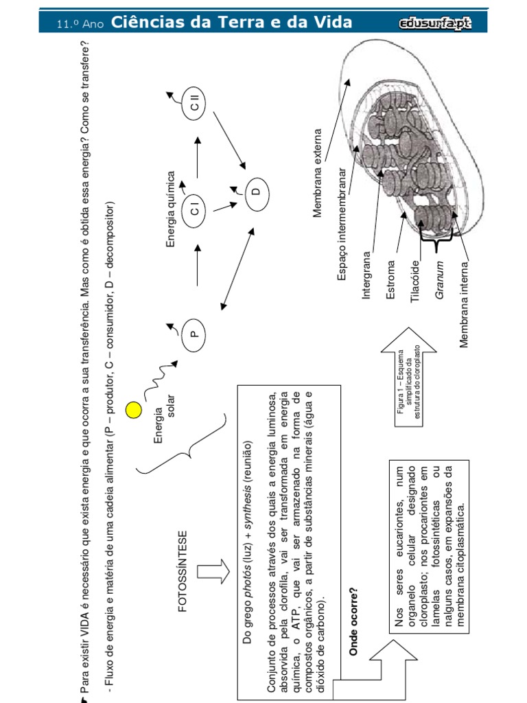 SistemasVivosEnergia FOTOSSINTESE | PDF | Clorofila | Fotossíntese, image size:768x1024