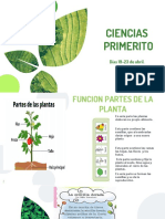 Las Plantas Semana 2 Segundo Bimestre